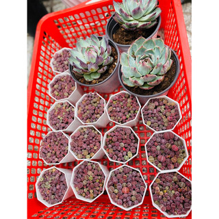 Sen mông Lithop tím chậu 60~75 cây
