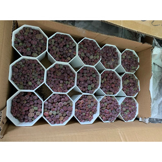 Sen mông Lithop tím chậu 60~75 cây