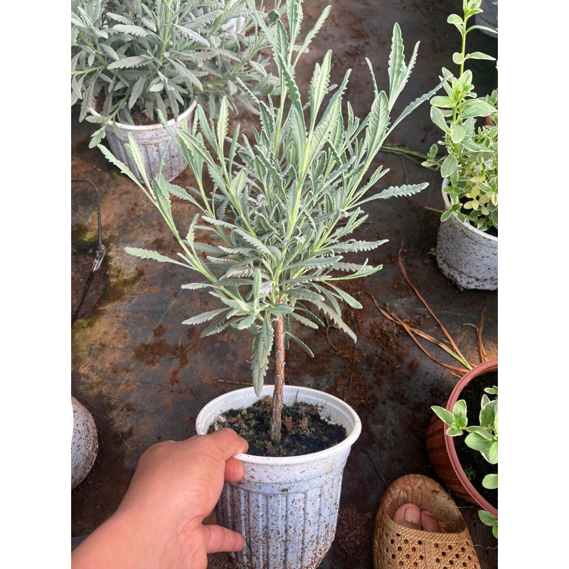 Cây Lavender Goodwin JUN GARDEN dáng tree bonsai