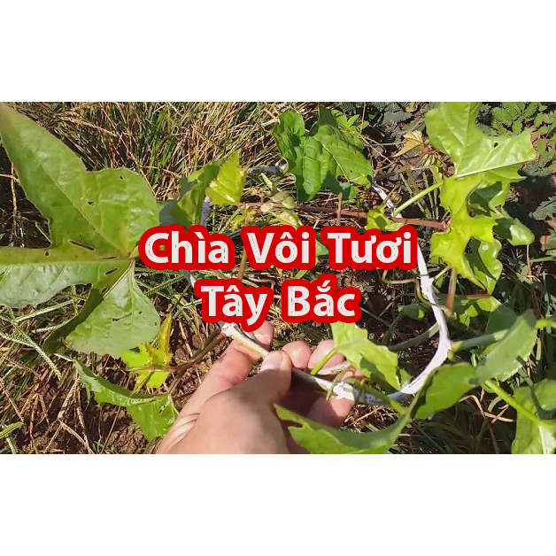 Dây Chìa Vôi Tươi