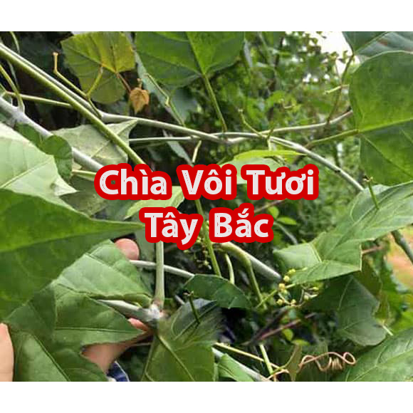 Dây Chìa Vôi Tươi