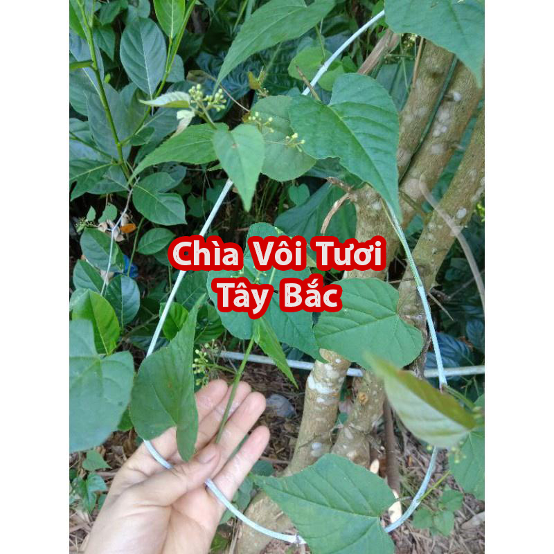 Dây Chìa Vôi Tươi