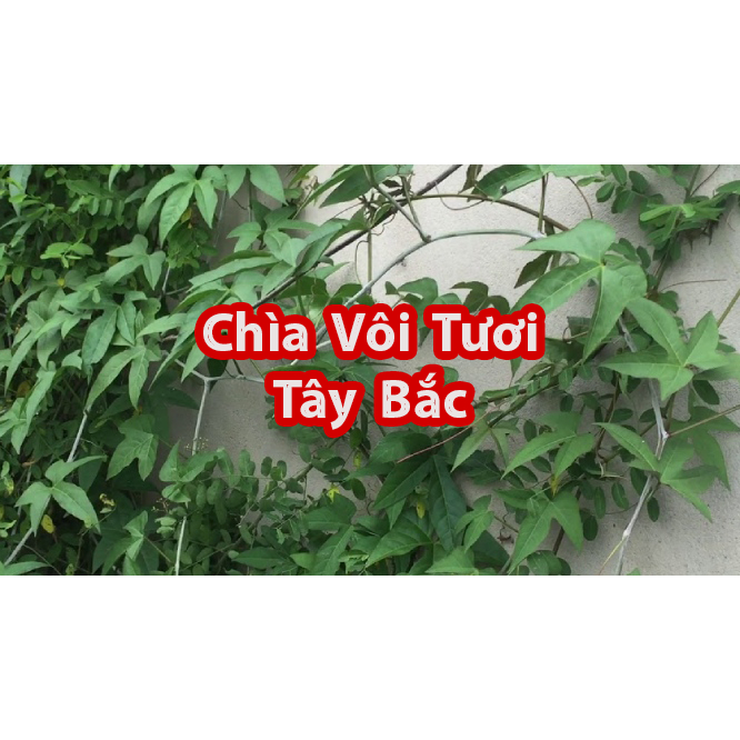 Dây Chìa Vôi Tươi