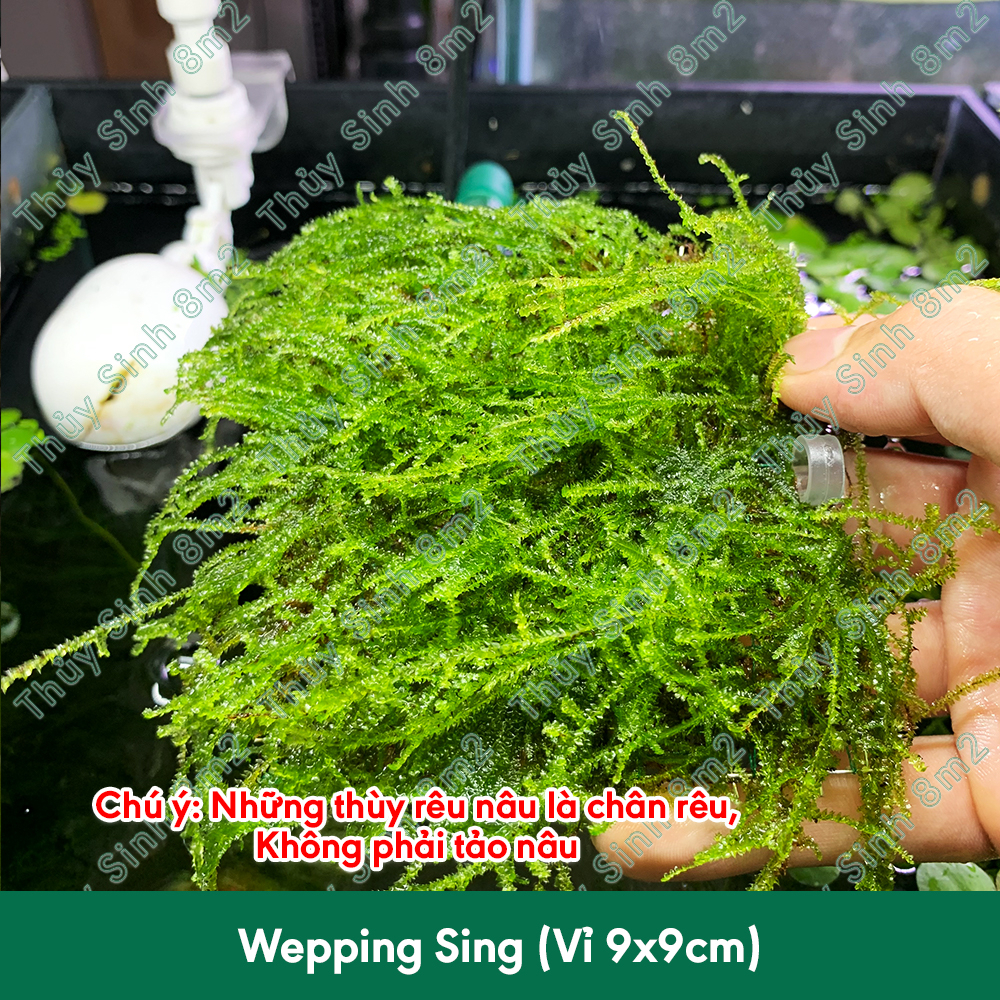 Vỉ Rêu Wepping Sing - Rêu Thủy Sinh | Gắn Lũa, Trang Trí Hồ Tép - 8m2