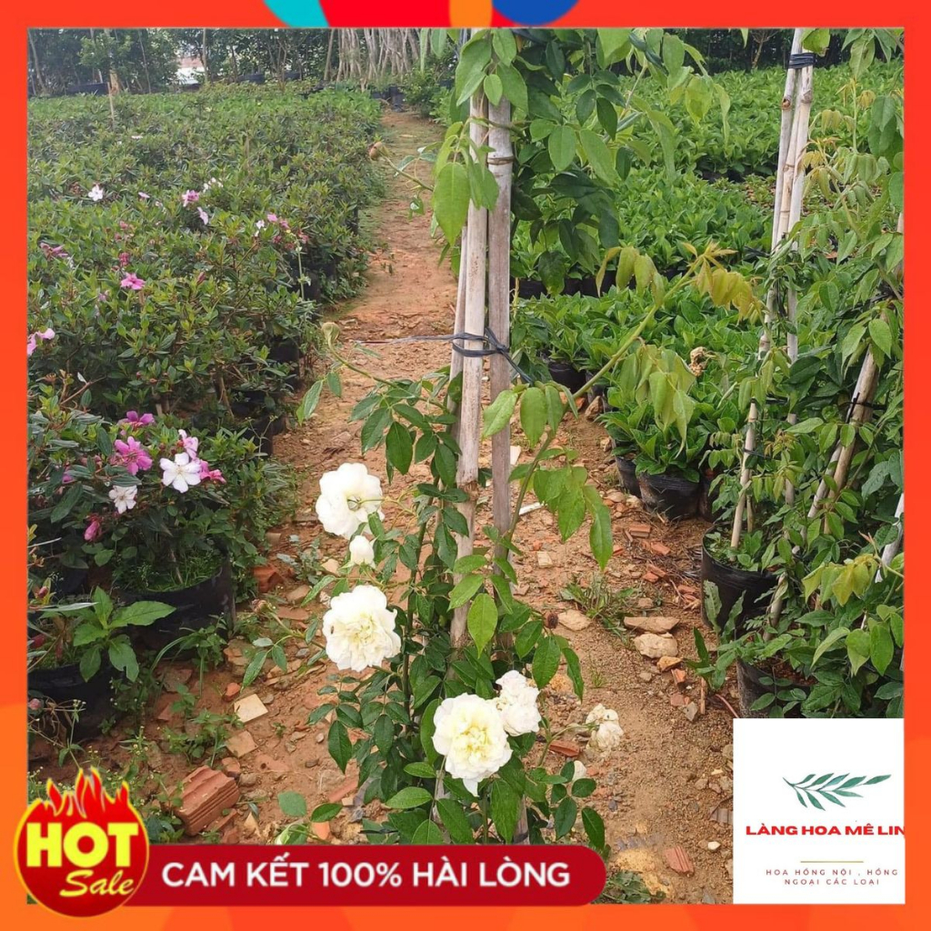 Hoa hồng leo trắng Lamarque rose 🏵️Đào Cổ Đà Lạt🏵️ Cây thích hợp khí hậu nóng nắng của Tây Nguyên, khí hậu lạnh, khô.