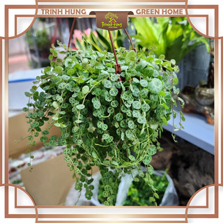 Cây mai rùa - cây thân bò dễ trồng