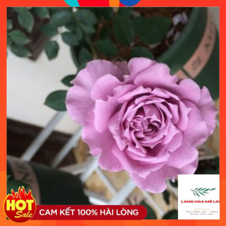Hoa hồng ngoại Lavender Crystal rose – Hoa hồng ngoại màu tím xanh đặc biệt