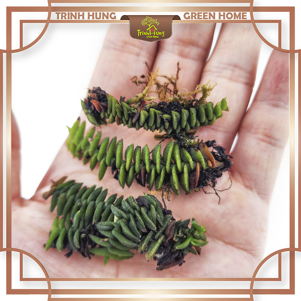 Cây lan chân rết mini - Cây ghép tiểu cảnh, bán cạn, bonssai, terrarium