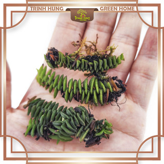 Cây lan chân rết mini - Cây ghép tiểu cảnh, bán cạn, bonssai, terrarium