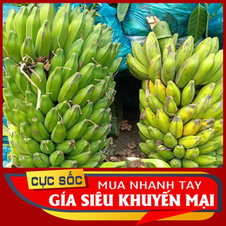 1kg Chuối hột tươi