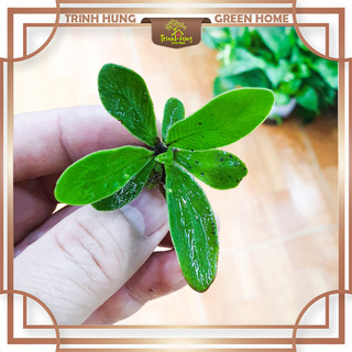 Cây lan tổ phụng mini - Cây ghép tiểu cảnh, bán cạn, terrarium