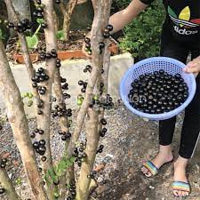 Giống nho thân gỗ