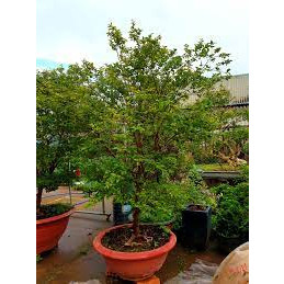 giống nho thân gỗ