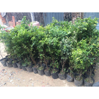 giống nho thân gỗ