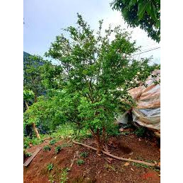 giống nho thân gỗ