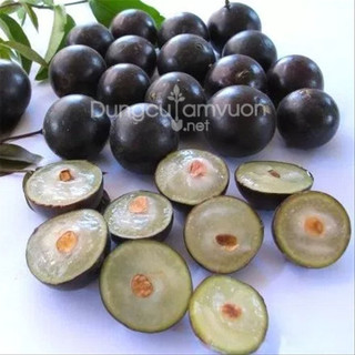 giống nho thân gỗ