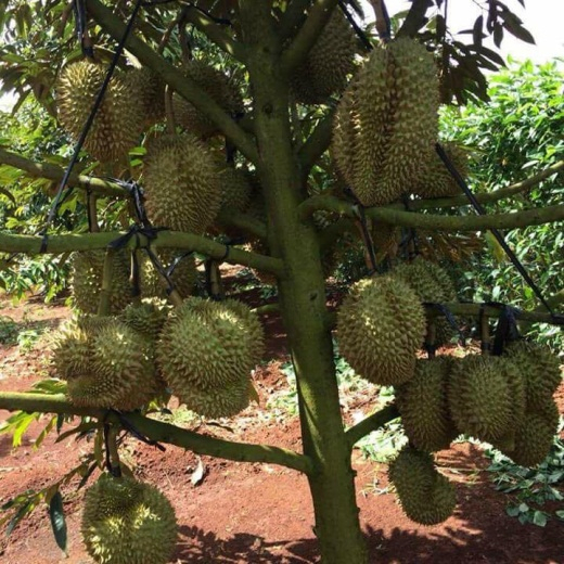 Cây giống sầu riêng ri6 siêu lùn cho trái sớm