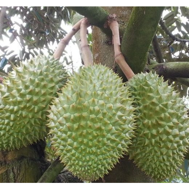 Cây giống sầu riêng ri6 siêu lùn cho trái sớm