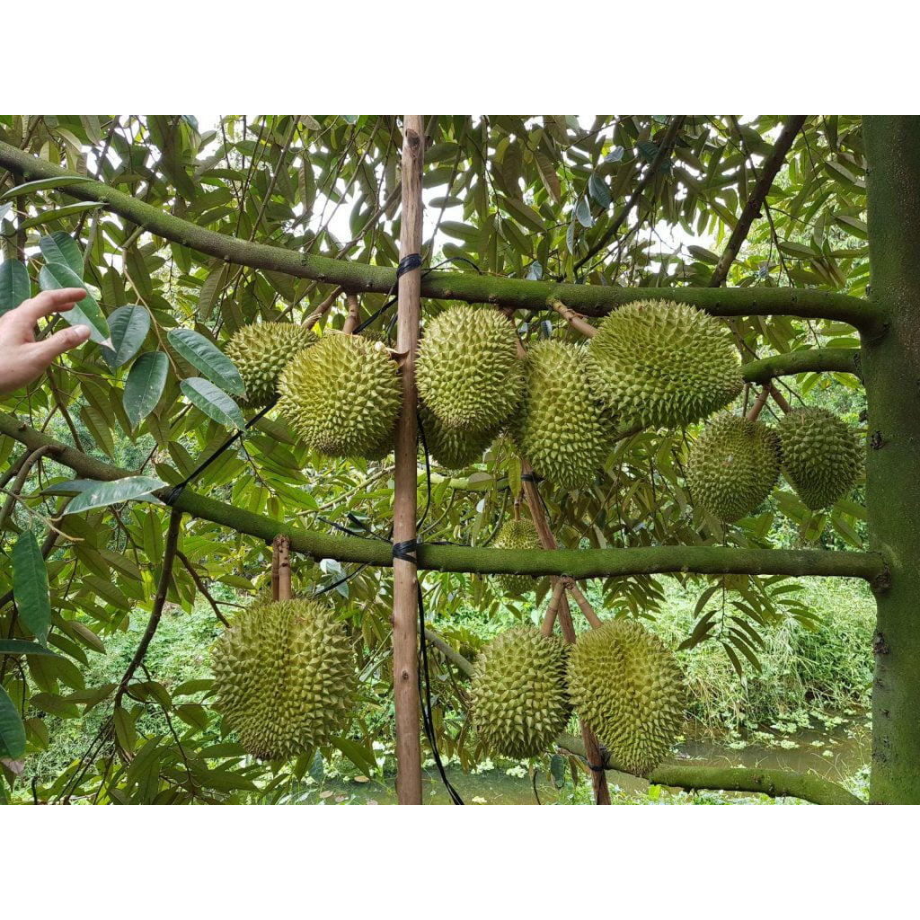 Cây giống sầu riêng ri6 siêu lùn cho trái sớm