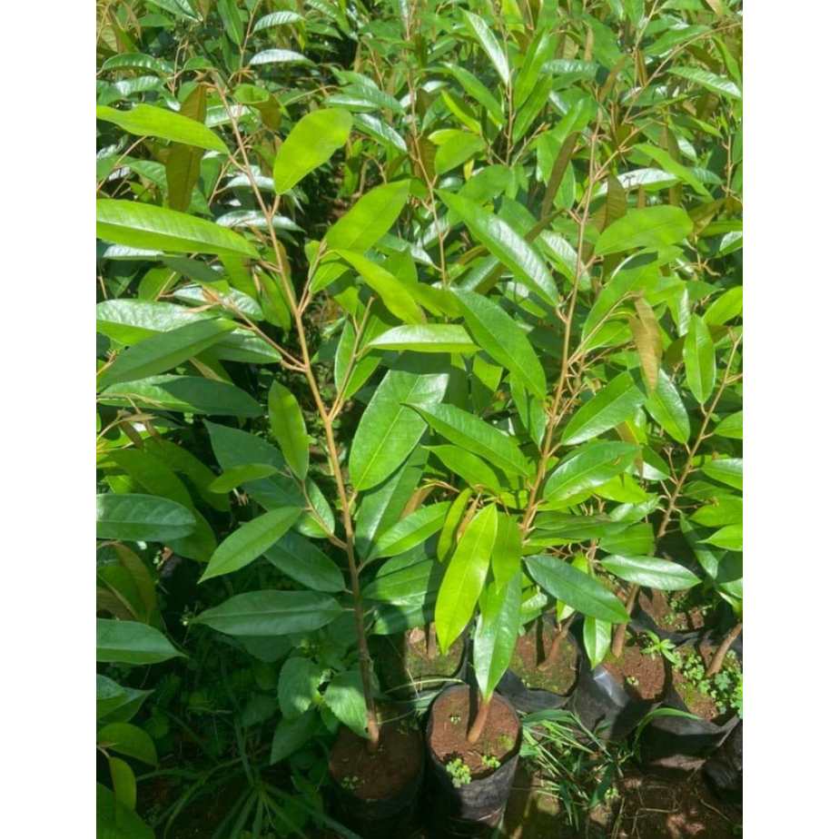 Cây giống sầu riêng ri6 siêu lùn cho trái sớm
