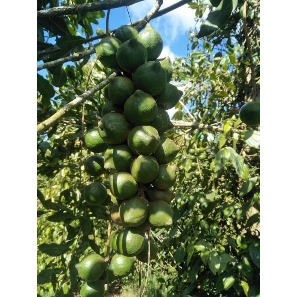 Cây giống mắc ca