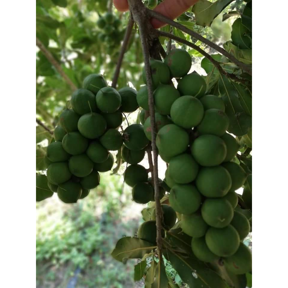 Cây giống mắc ca