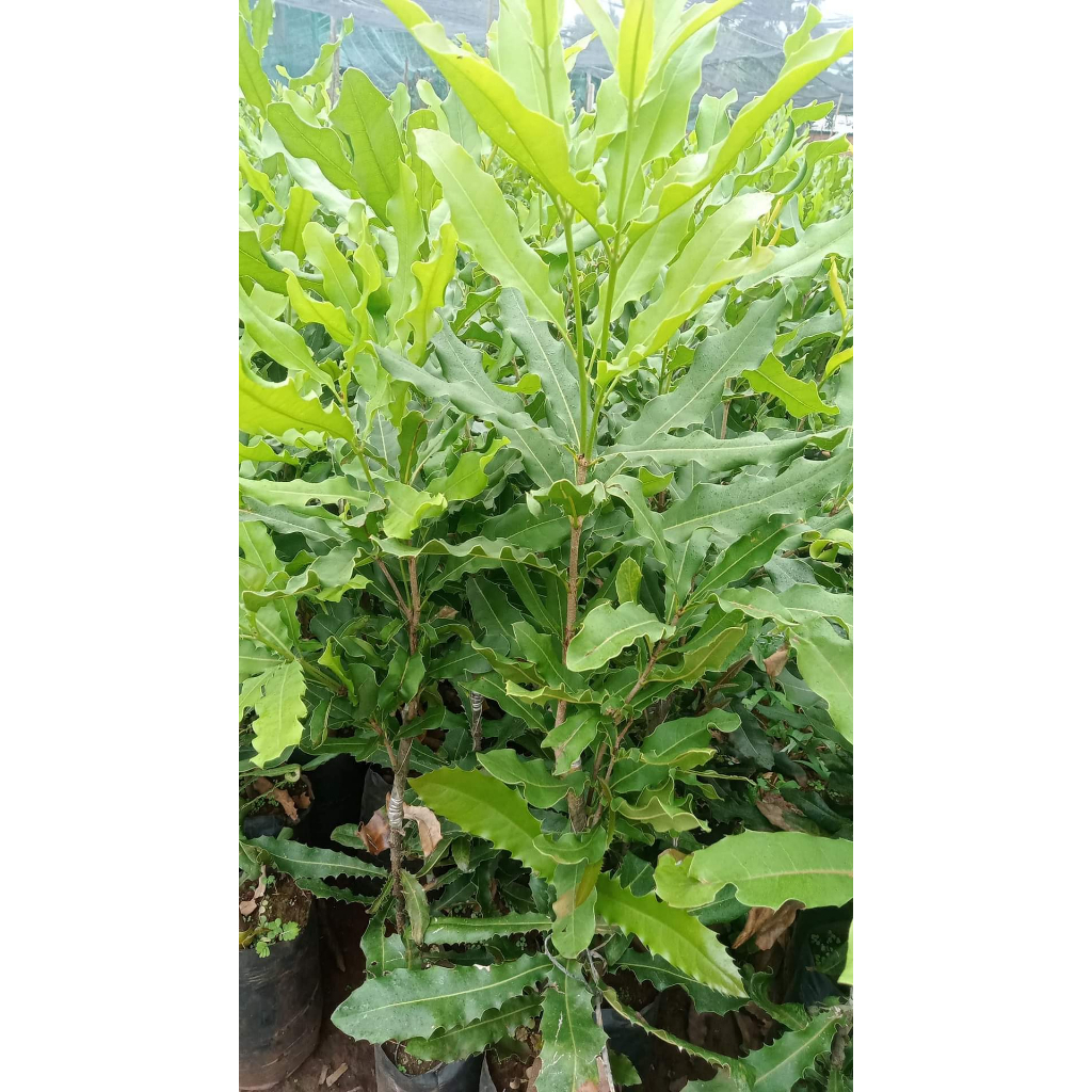 Cây giống mắc ca