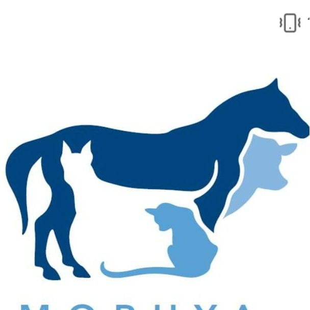 B COMPLEX FORTIFIED -  CHAI 100ML - CUNG CẤP CÁC VITA NHÓM B CHO VẬT NUÔI