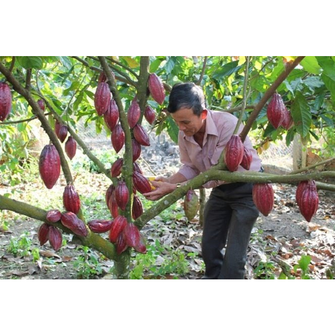 Cây giống caccao giống, cây ca cao ghép năng suất cao