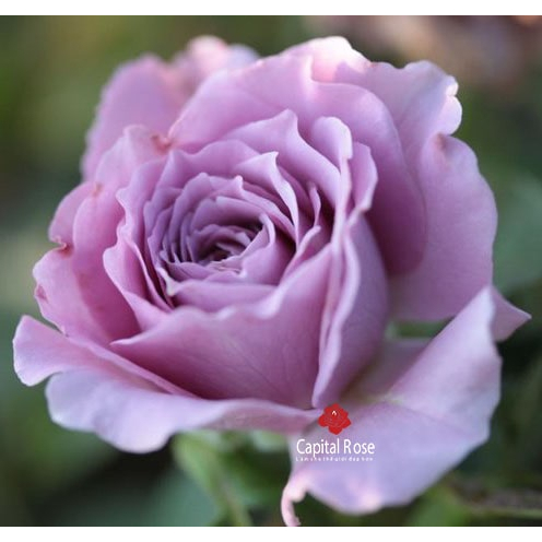 Hoa hồng ngoại Lavender Crystal rose nàng thơ tím mơ mộng mới nổi-HoaNgoaiMeLinh