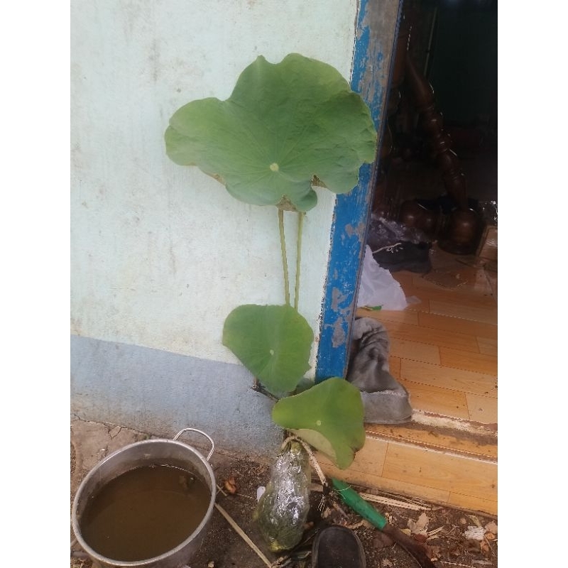 1 cây sen giống hoa màu hồng sen