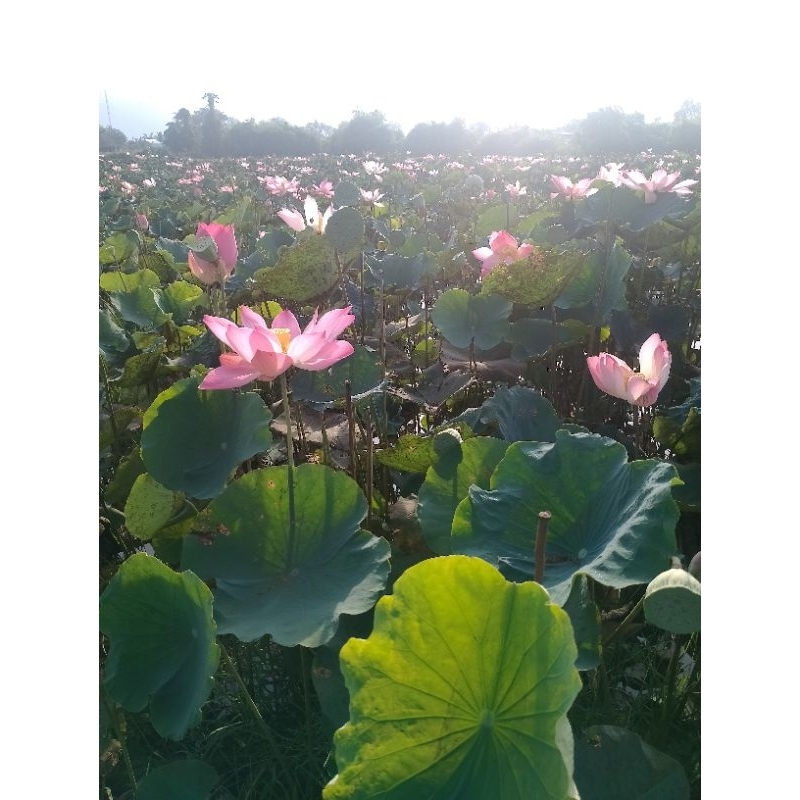 1 cây sen giống hoa màu hồng sen