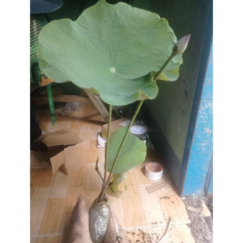 1 cây sen giống hoa màu hồng sen