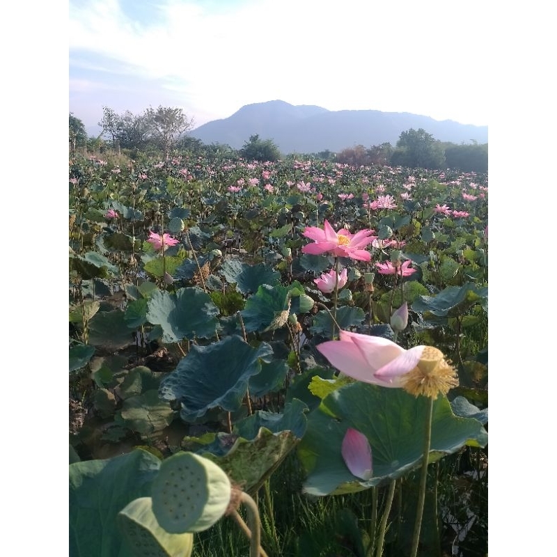 1 cây sen giống hoa màu hồng sen