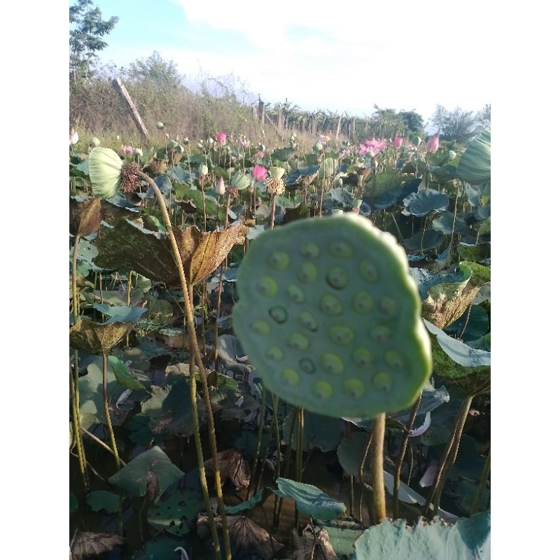 1 cây sen giống hoa màu hồng sen