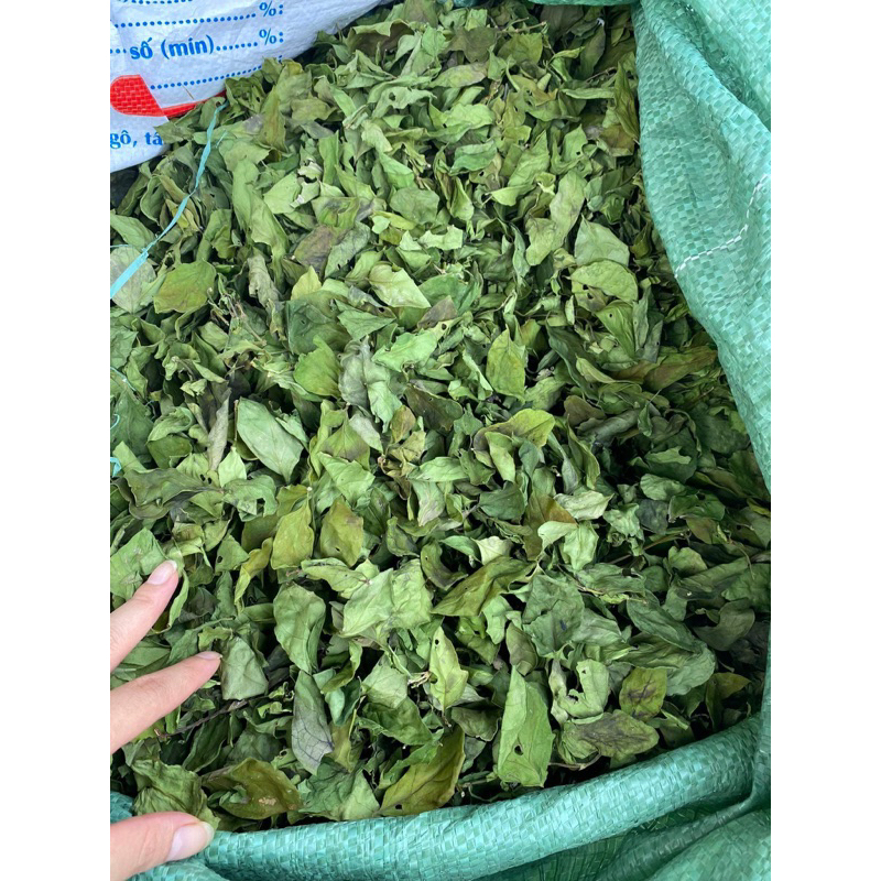 Lá găng nguyên chất loại 1 phơi, khô gói 500g