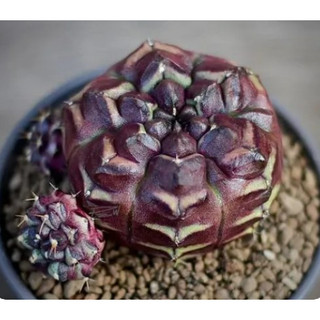 Chậu xương rồng gym vân da tím không gai 3.5-5cm+- Gymnocalycium mihanovichii "Daydream"