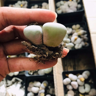 Sen Mông Dinterthanus Lithops 1-2cm