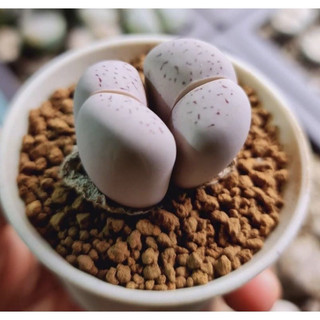 Sen Mông Dinterthanus Lithops 1-2cm
