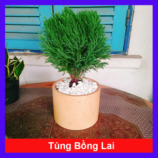 Cây tùng bồng lai - Cây cảnh để bàn