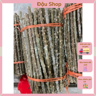 Cầu đậu cho chim cầu thẳng gạo tự nhiên cho chim chào mào,chòe,mi,khứu