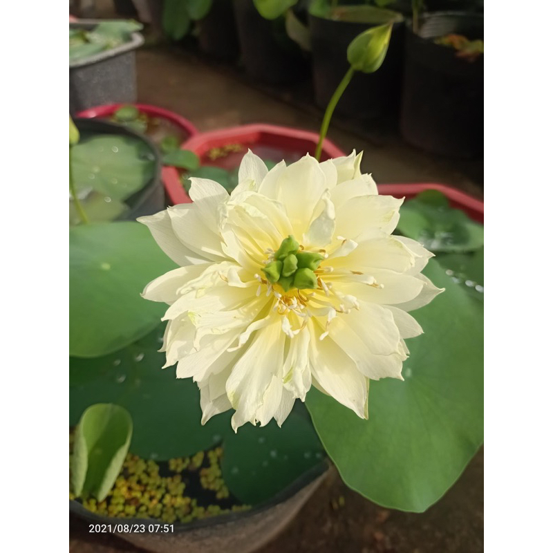 Combo 3 củ sen mini 3 màu