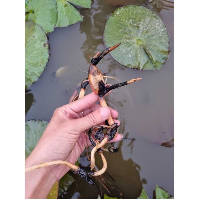 Combo 3 củ sen mini 3 màu