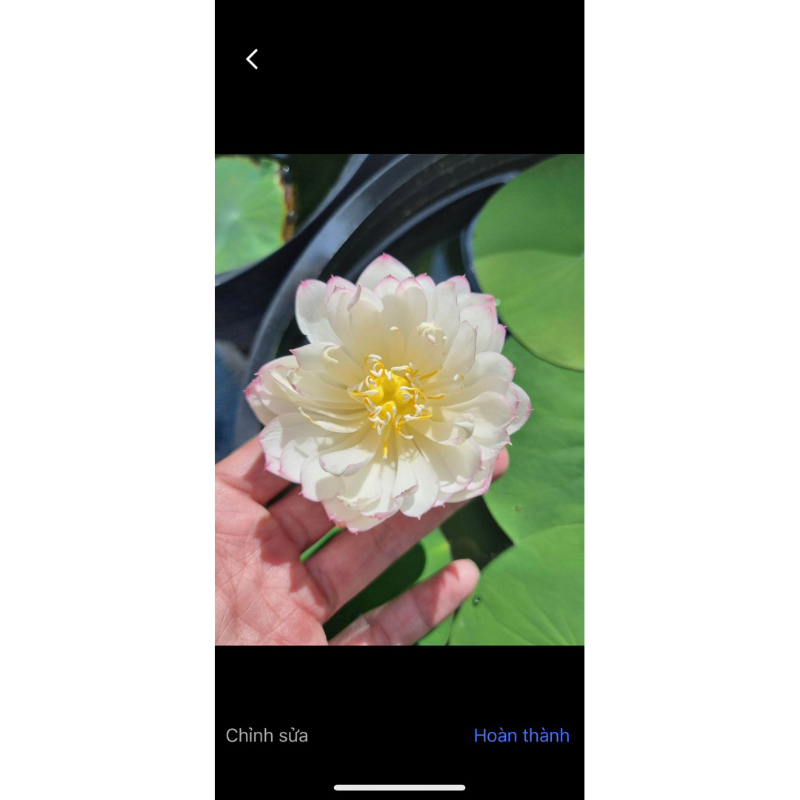 Combo 3 củ sen mini 3 màu