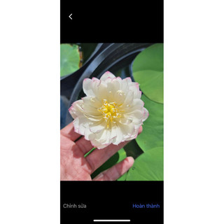 combo 3 củ sen mini 3 màu