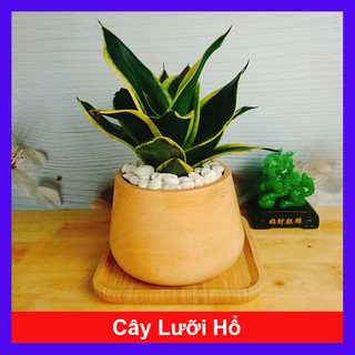 Cây Lưỡi Hổ - cây cảnh phong thủy để bàn mang lại may mắn tài lộc cho gia chủ