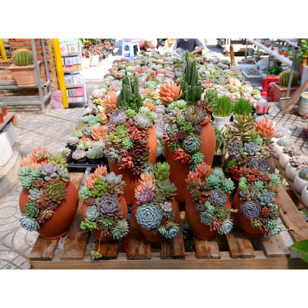 TIỂU CẢNH SEN ĐÁ CHẬU ĐẤT NUNG CẮT CÂY CẢNH TRANG TRÍ LÀM QUÀTẶNG ĐỘC ĐÁO (ĐỌC KỸ MÔ TẢ SẢN PHẨM) CHỈ SHIP HỎA TỐC TPHCM