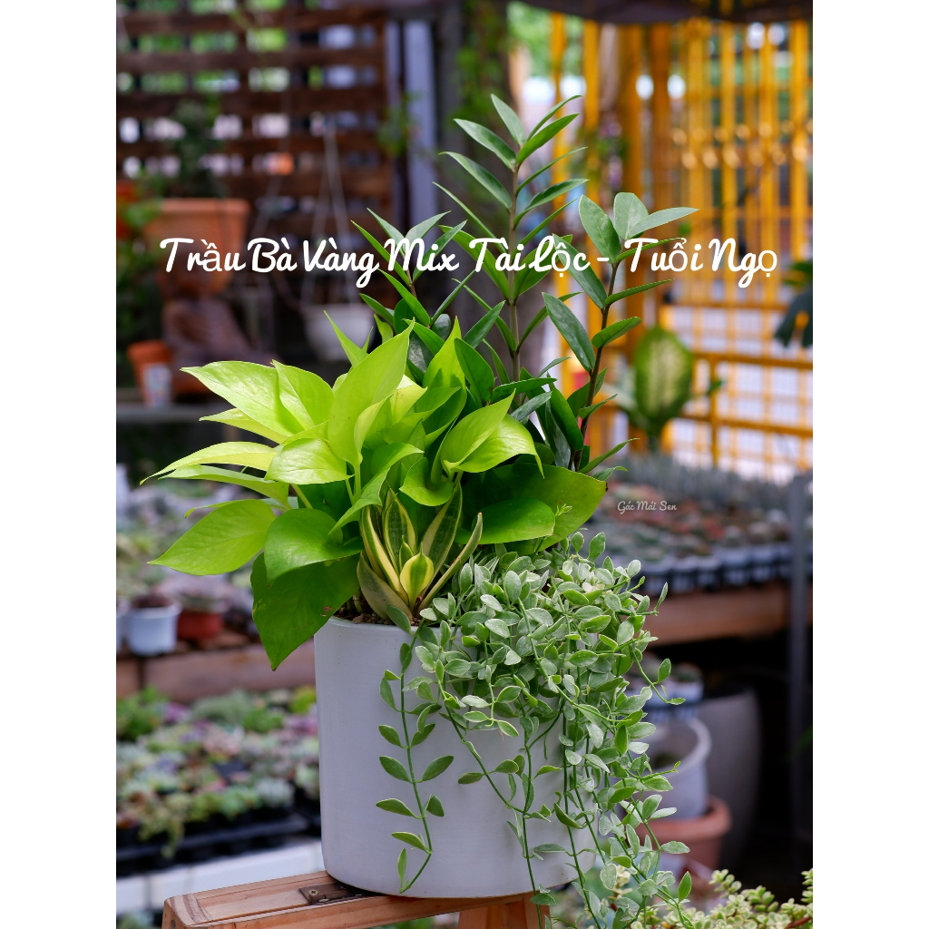 CÂY PHONG THỦY THEO TUỔI - TRẦU BÀ TUỔI NGỌ - TÀI LỘC MAY MẮN - CÂY CẢNH TRANG TRÍ NHÀ CỬA ĐỂ BÀN (CHỈ SHIP Ở TPHCM)