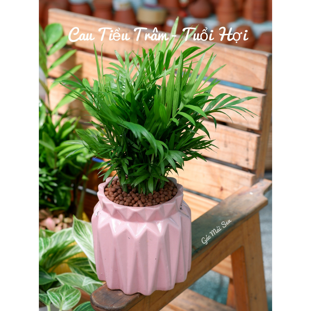 CÂY PHONG THỦY THEO TUỔI - CAU TIỂU TRÂM TUỔI HỢI TÀI LỘC MAY MẮN - CÂY CẢNH TRANG TRÍ NHÀ CỬA ĐỂ BÀN (CHỈ SHIP Ở TPHCM)