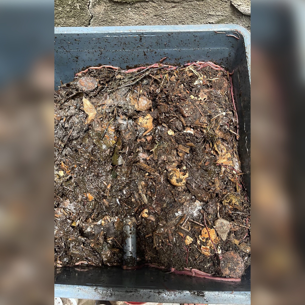 Thùng nuôi trùn quế ủ rác nhà bếp để trồng rau tại nhà ECO VIỆT NAM